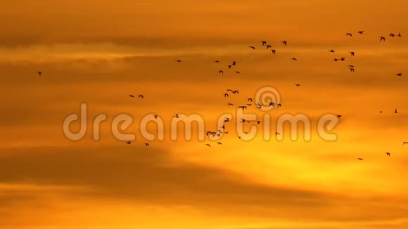 令人惊叹的美丽的橙色天空日落鸭鸟飞翔视频的预览图