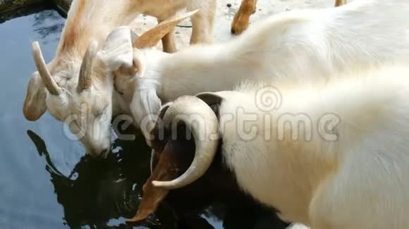 可爱的白山羊从水槽里喝水视频的预览图