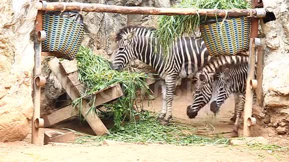 三只斑马在吃草视频的预览图