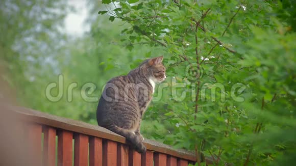 一只灰色的斑猫坐在高高的栅栏上看着视频的预览图