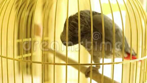 非洲灰鹦鹉在金色的笼子里非洲灰鹦鹉坐在笼子里漂亮的大鹦鹉在笼子里视频的预览图