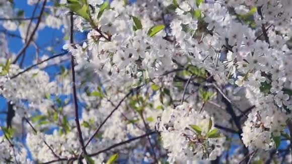 春天开花的樱桃视频的预览图