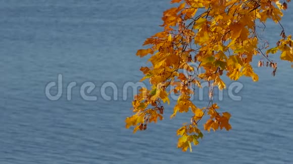 树枝上有五颜六色的秋叶笼罩着宁静的湖水视频的预览图