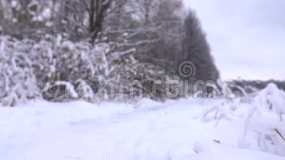 穿着灰色夹克衫的瘦小女子在美丽的白雪皑皑的冬林中散步视频的预览图