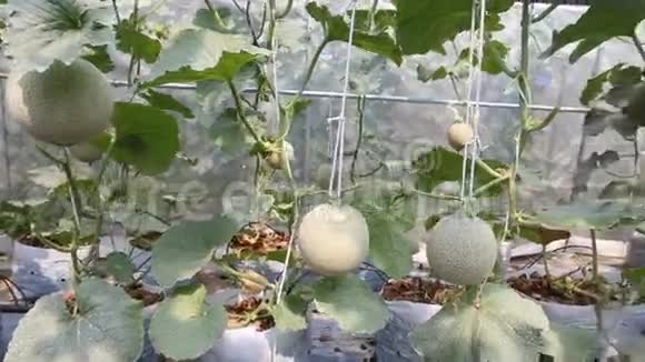 绿色农场的甜瓜视频的预览图