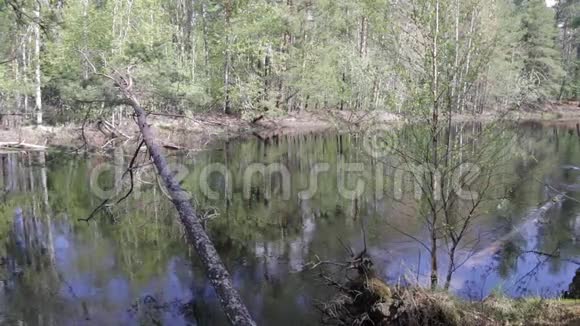 洪水期间的森林河流景观视频的预览图