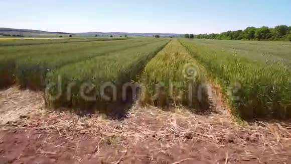 空中无人机用不同品种的小麦飞越田野科学家正在测试疾病对视频的预览图