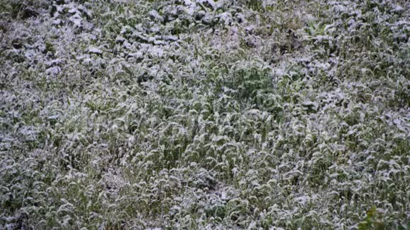 异常天气4月的春天白雪皑皑视频的预览图