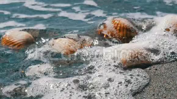 沙滩上的贝壳海浪溅落在贝壳上热带海滩上美丽的贝壳旅行概念视频的预览图