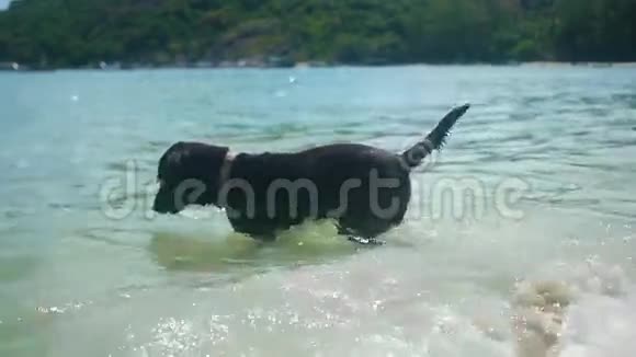 有趣的狗在水中玩海浪视频的预览图