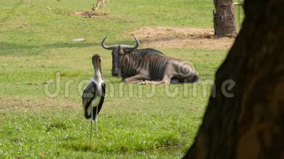 高开放动物园非洲大草原的各种动物在草坪上漫步视频的预览图