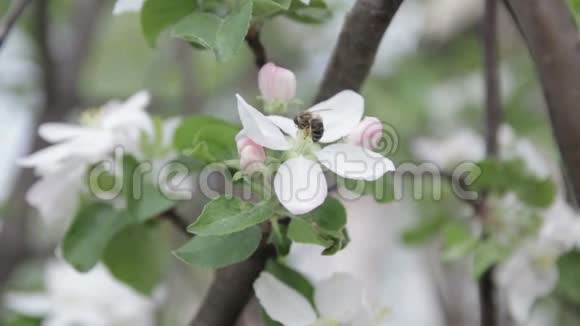 蜜蜂坐在一株开着苹果树的灌木上给它授粉视频的预览图