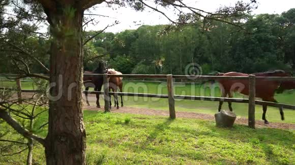 日落时分在围场里放牧的马视频的预览图