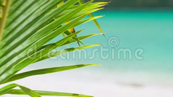 棕榈叶细节一片热带棕榈树叶在微风和模糊的蓝色海浪中移动视频的预览图