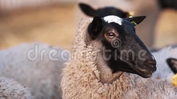 耳朵上贴着标签的羊呆在农场里左看右看视频的预览图