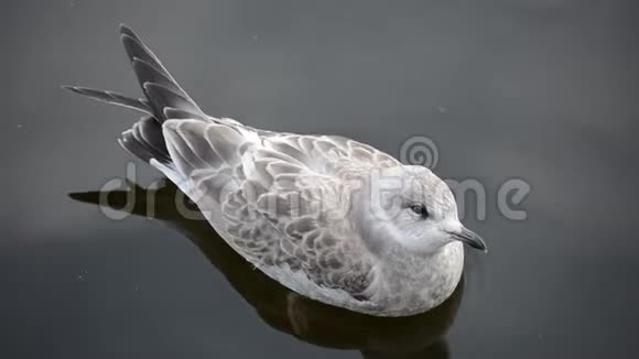 小可爱的白海鸥在平静的池塘水中游泳视频的预览图