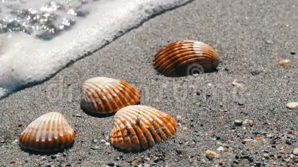 沙滩上的贝壳海浪溅落在贝壳上热带海滩上美丽的贝壳旅行概念视频的预览图