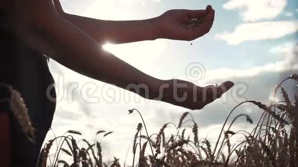 女人测试小麦种子视频的预览图