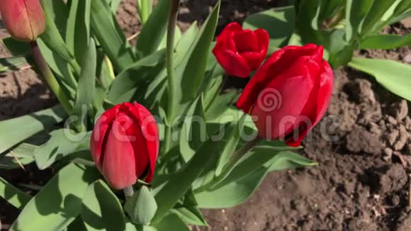 春天的红色郁金香在风中摇曳视频的预览图