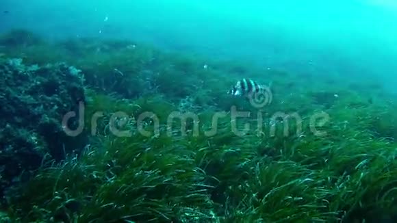 在西班牙潜水马洛卡水下伊莫里亚河视频的预览图