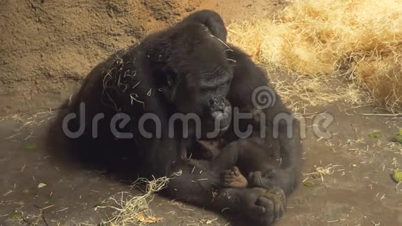 可爱的小大猩猩和妈妈抱在一起视频的预览图