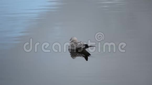 小可爱的白海鸥在夏末平静的池塘水上游泳视频的预览图