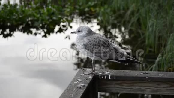 美丽的白色海鸥在夏末特写视频与平静的池塘水视频的预览图