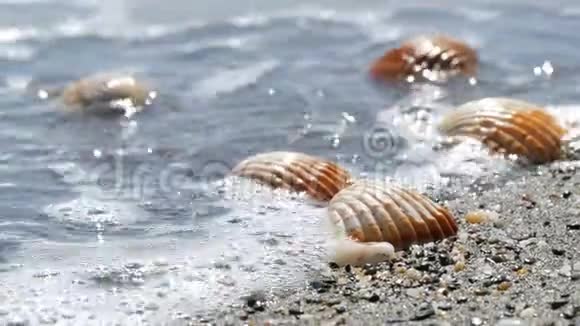美丽的浮雕贝壳洗一波视频的预览图