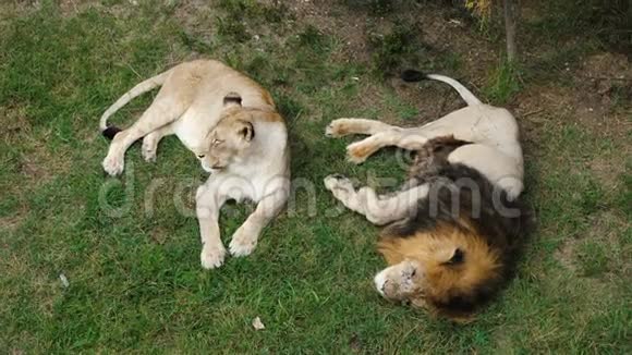 动物园里的狮子和母狮视频的预览图