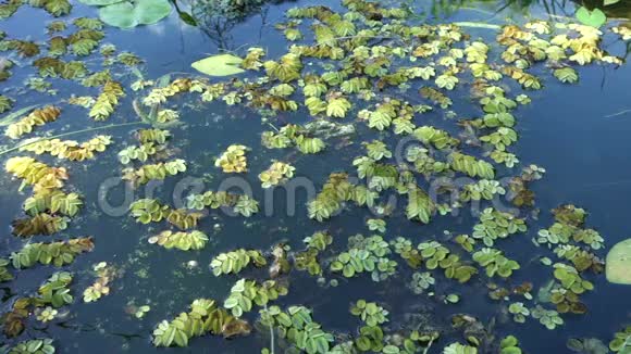 贝尔蒙特别墅的浮萍净化水视频的预览图