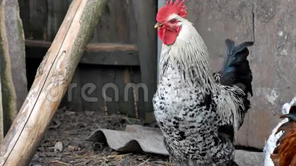 公鸡黑白母鸡是布列克尔视频的预览图