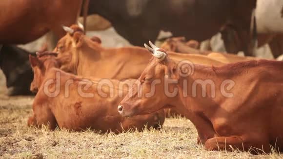 棕色奶牛躺在牧场上视频的预览图