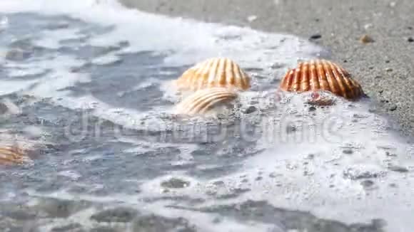 美丽的浮雕贝壳洗一波视频的预览图