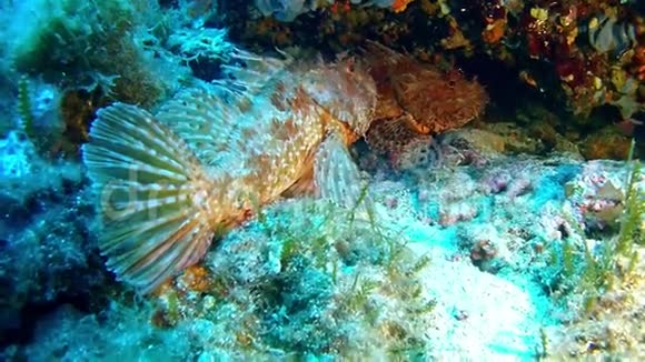 在马洛卡西班牙水下潜水两条鱼视频的预览图