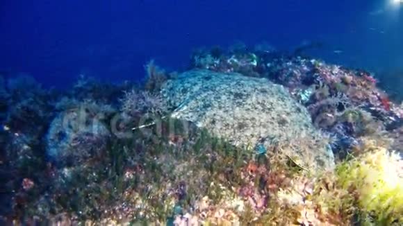 马洛卡潜水西班牙水下海雷视频的预览图