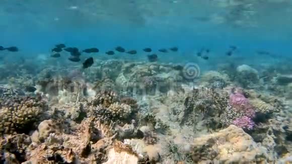埃及红海珊瑚花园鱼类学校视频的预览图