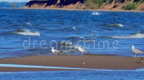 海鸥水鸟和一只小夏拉德里乌斯鸟坐在一个大湖的小沙岛上波浪视频的预览图