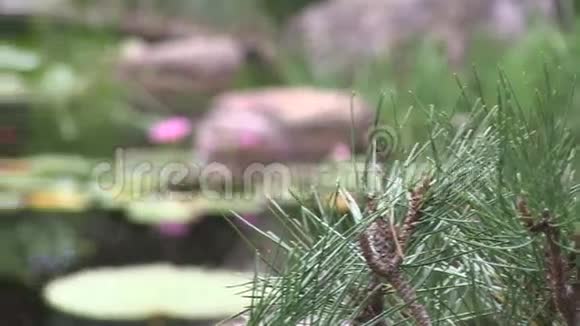 潘从红松盆景离开在一个风景优美的日本花园露出粉红色的花在水上视频的预览图