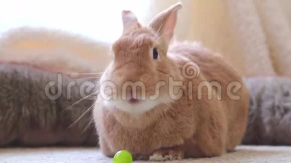 可爱的鲁弗斯兔子吃葡萄看起来风趣可爱自然环境柔和视频的预览图
