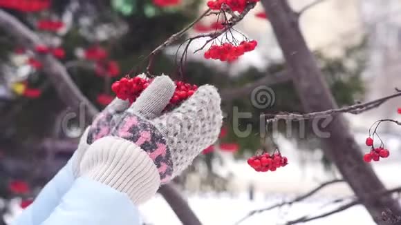 手里拿着羊毛手套摸着红山灰沾着雪粉视频的预览图