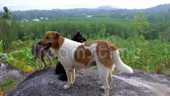 三只狗站在悬崖上视频的预览图
