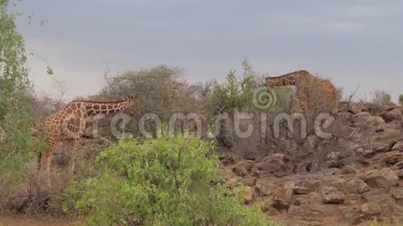 长颈鹿吃树上的叶子肯尼亚的桑布鲁视频的预览图