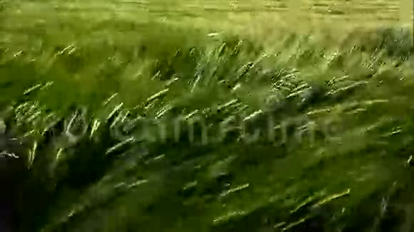 风力场运动视频的预览图