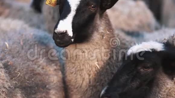 黑白羊呆在农场的羊群里左右看视频的预览图