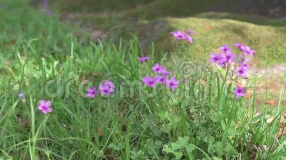 绿草中的紫罗兰花视频的预览图