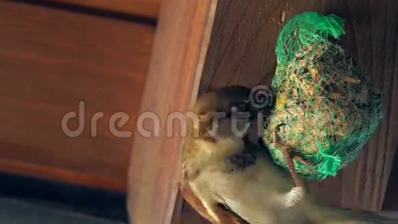 鸟和绿网鸟饲料视频的预览图