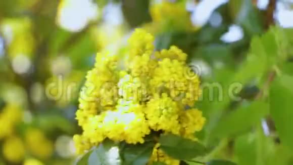 马奥尼亚水俄勒冈州葡萄花视频的预览图