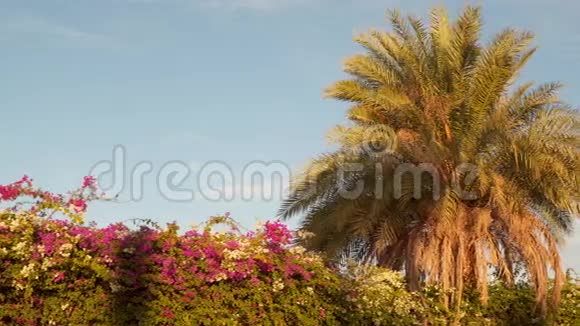 棕榈树和顶天立地的花丛视频的预览图
