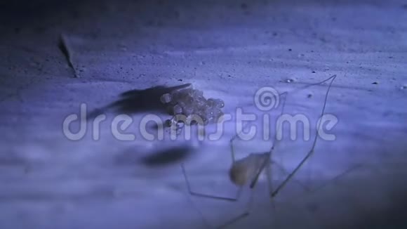 窖藏蜘蛛雌性在天花板上为它的卵做丝网视频的预览图