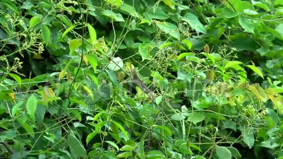 花园蜥蜴坐在树枝上视频的预览图